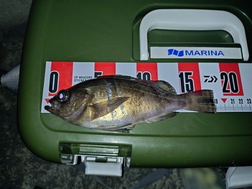 シロメバルの釣果