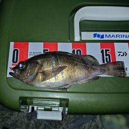 シロメバル