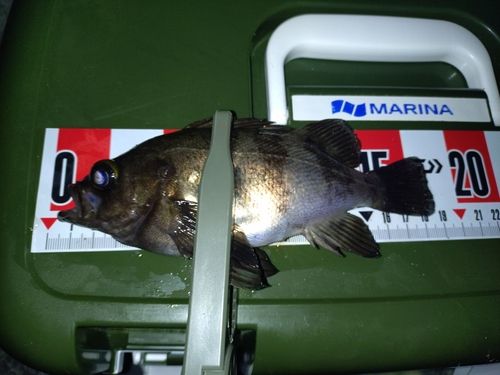 シロメバルの釣果