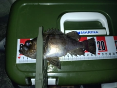 シロメバルの釣果