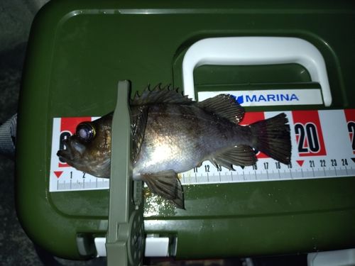 シロメバルの釣果