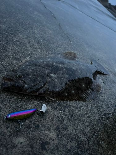 ヒラメの釣果