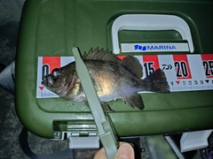 シロメバルの釣果