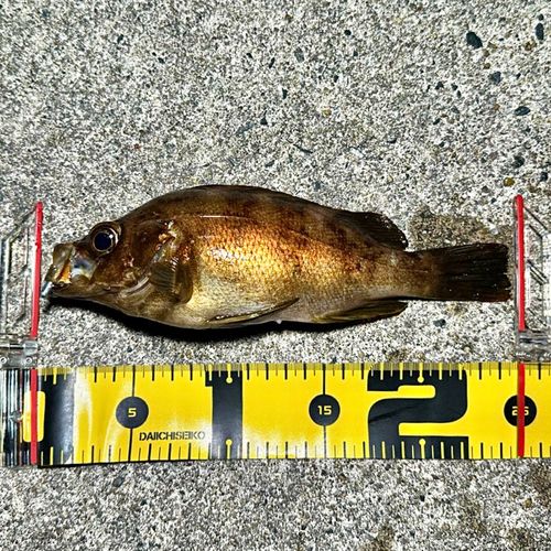 アカメバルの釣果