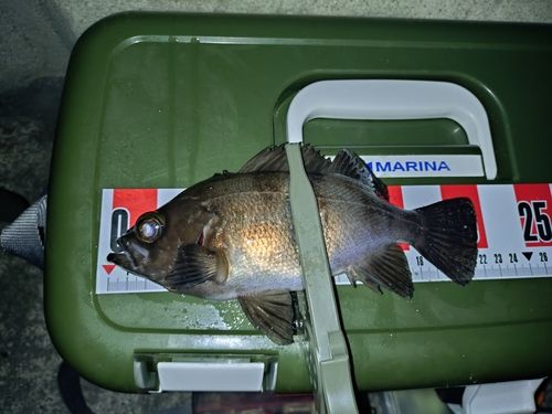 シロメバルの釣果