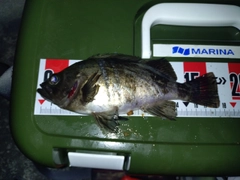 クロメバルの釣果