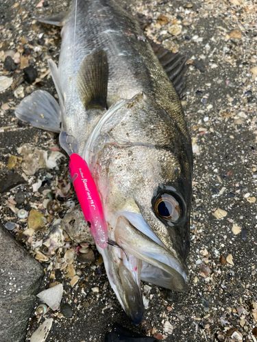 マルスズキの釣果