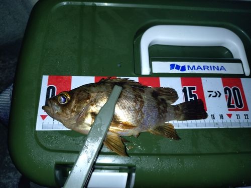 アカメバルの釣果