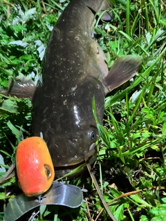 ナマズの釣果