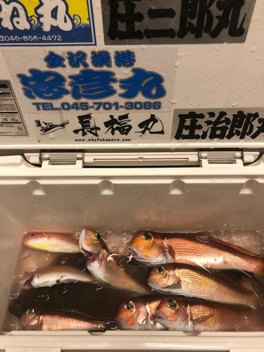 アマダイの釣果