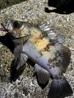 メバルの釣果