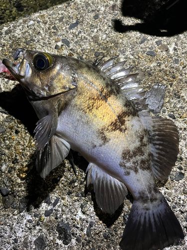 メバルの釣果