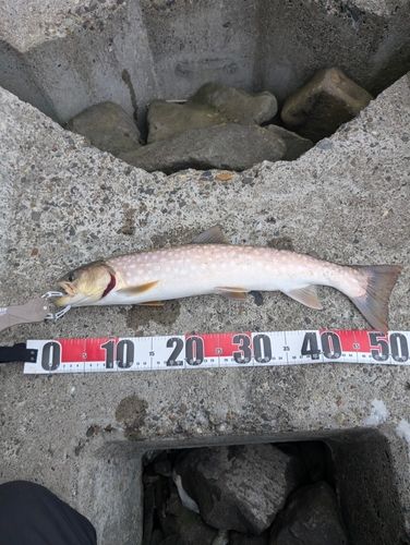 アメマスの釣果