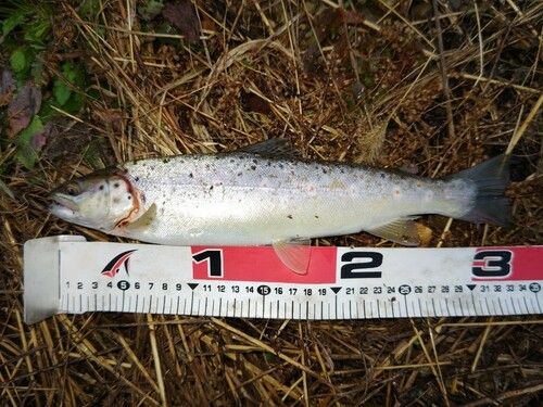 ブラウントラウトの釣果
