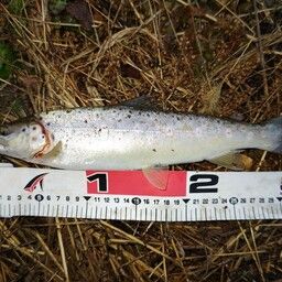 ブラウントラウト