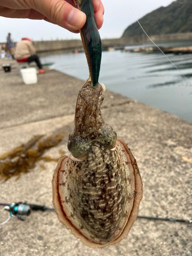 コウイカの釣果