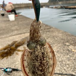 コウイカ