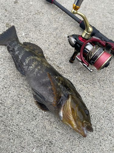 アイナメの釣果