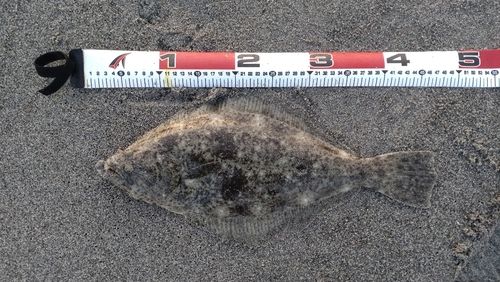 ヒラメの釣果