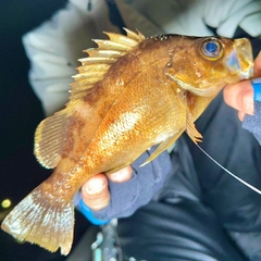アカメバルの釣果