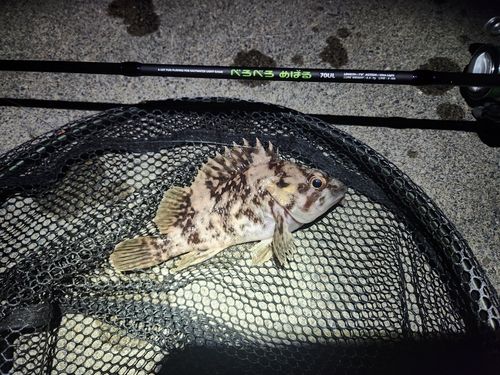 ムラソイの釣果