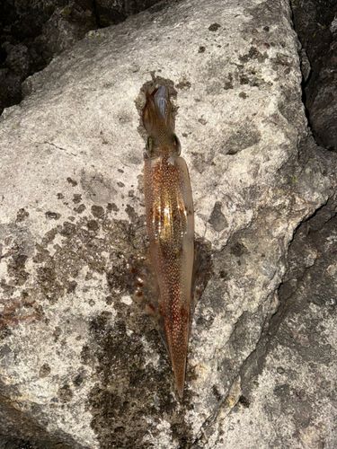 ヤリイカの釣果