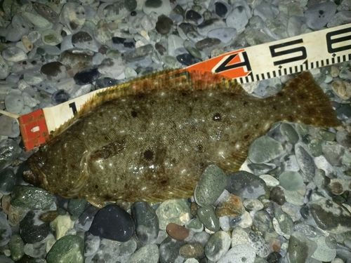 ヒラメの釣果