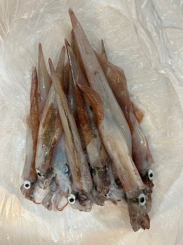 ヤリイカの釣果