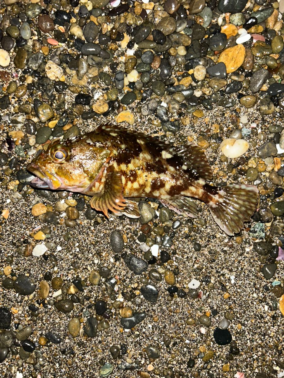 カサゴ