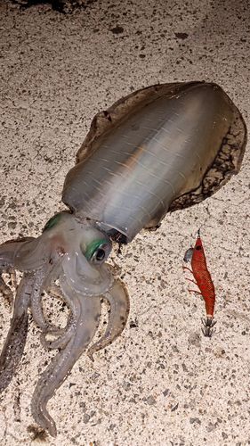 アオリイカの釣果