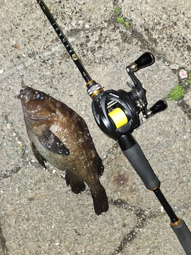 エゾメバルの釣果