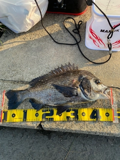 チヌの釣果