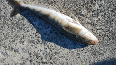 ホッケの釣果