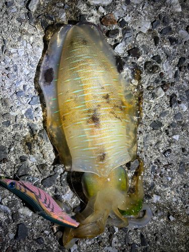 アオリイカの釣果