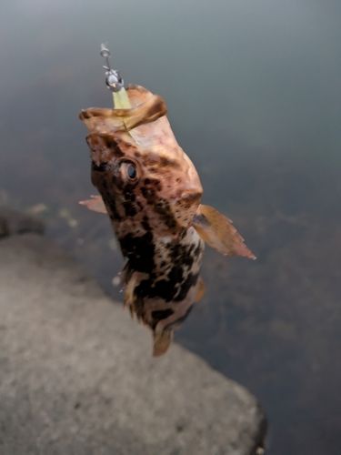 タケノコメバルの釣果