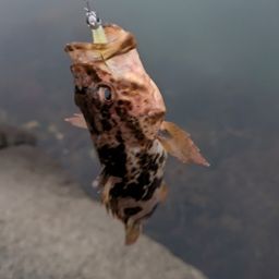 タケノコメバル