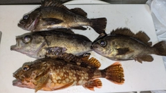 メバルの釣果