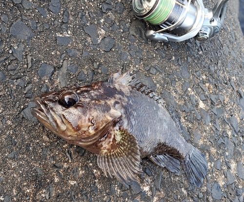 ムラソイの釣果