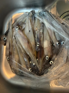 ヤリイカの釣果