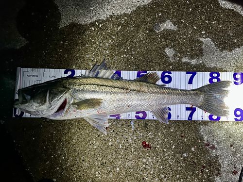 シーバスの釣果