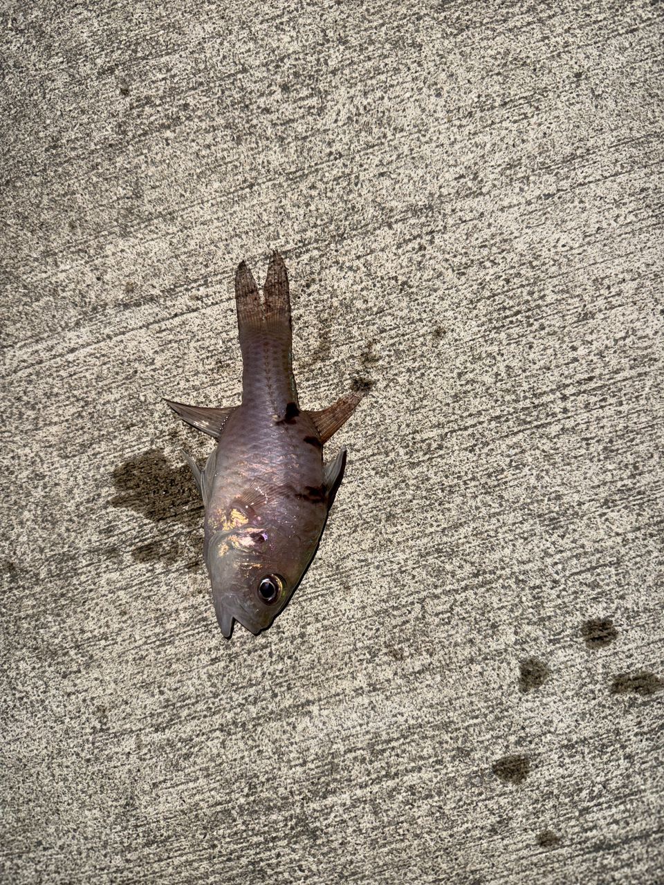 カマス