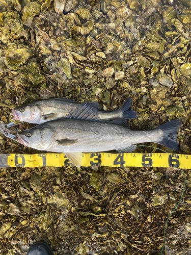 シーバスの釣果