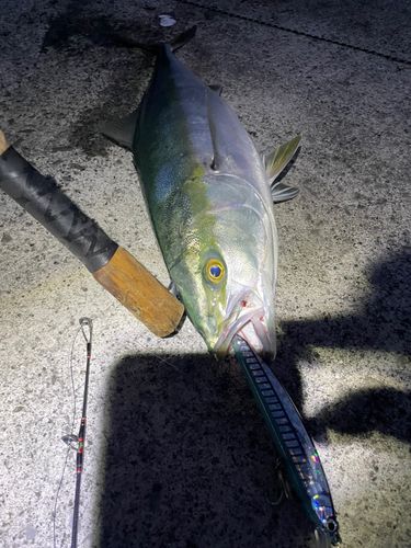 ヤズの釣果