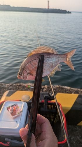 ウミタナゴの釣果
