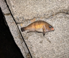メバルの釣果