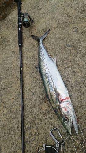 サゴシの釣果