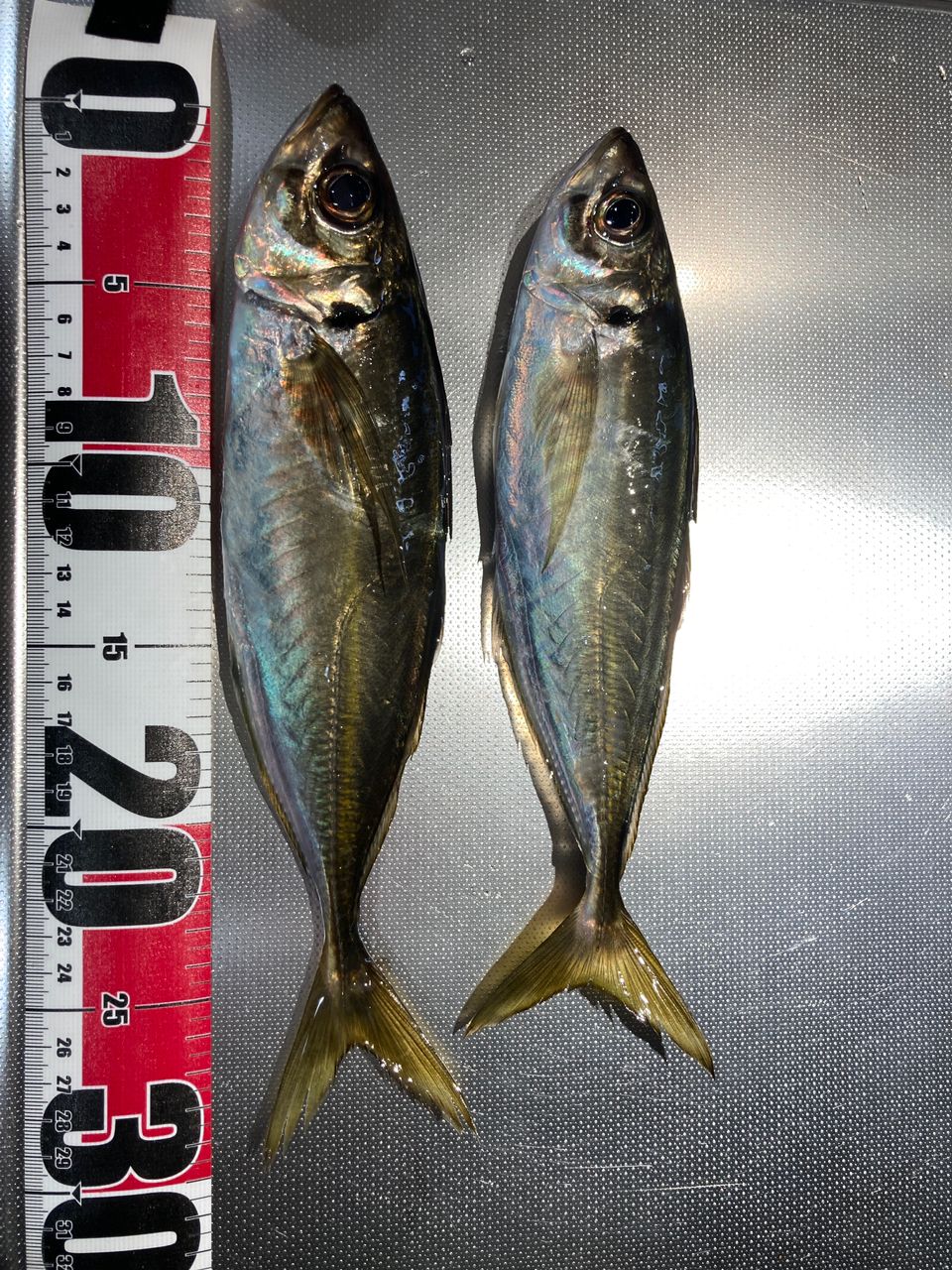 DAIWA 16アジング X 59UL-Sの最安値・インプレ・釣果 | 本音の