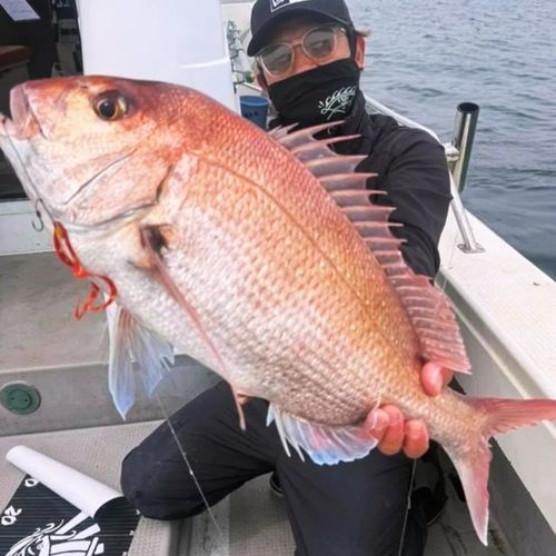 マダイの釣果