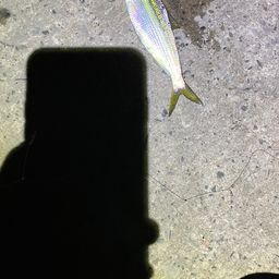 アジ