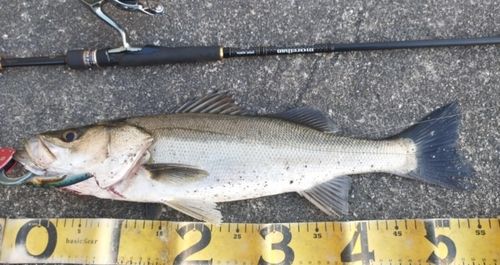 シーバスの釣果